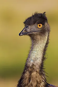 Struthioniformes: Emu