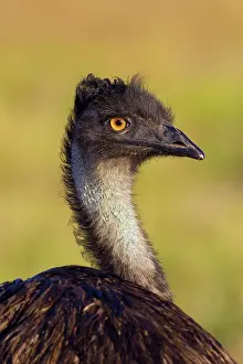 Struthioniformes: Emu