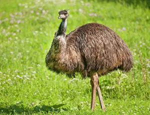 Ratite: Emu (Dromaius novaehollandiae) standing in a meadow