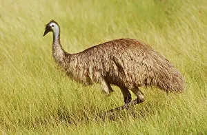 Dromaius: Emu
