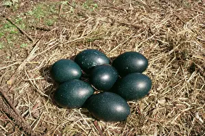 Emus: Emu - eggs in nest
