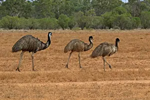 Father: Emu father and 2 youngsters A3722