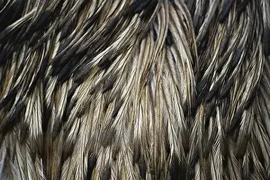 Feathery: Emu Feathers