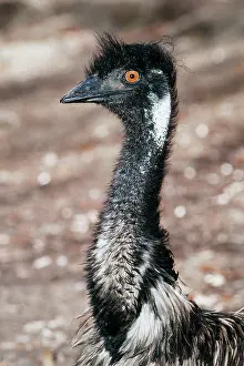 Emus: EMU - female, close-up of head