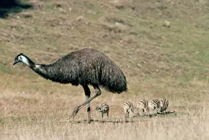 Dromaius: EMU - FEMALE & YOUNG