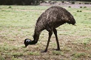 Dromaius: Emu Grazing