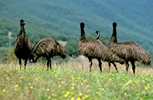 Emus: Emu - Group in field