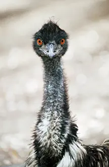 Emus: EMU - Head