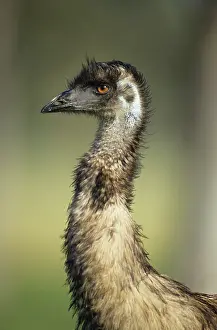 Emus: Emu - Head shot, Australia's largest bird