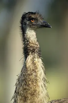 Emus: Emu - Head shot. Australia's largest bird