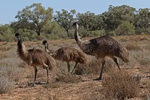 Emus: Emu male and 2 young Emu male and 2 young