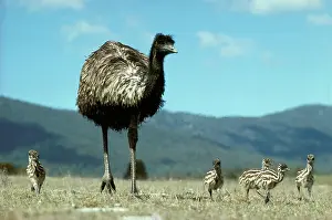 Emus: Emu - Male and chicks