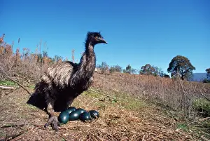 Emus: EMU - male, sitting on eggs