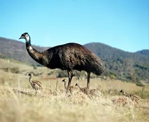 Emus: Emu - male with young