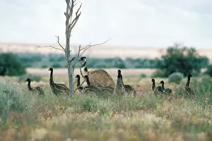 Emus: Emu - male & young