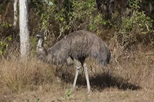 Emus: Emu