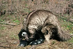 Emus: EMU - on nest, with eggs