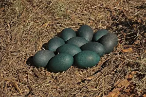 Emus: Emu nest and eggs Emu nest and eggs