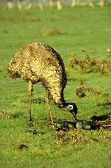 Emus: Emu nesting - male moves in to sit on eggs