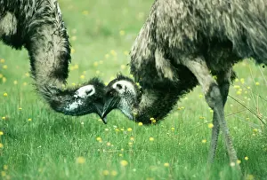 Emus: EMU - pair touching head