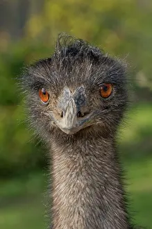 Struthioniformes: Emu Portrait