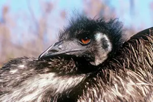 Emus: EMU - SITTING ON EGGS