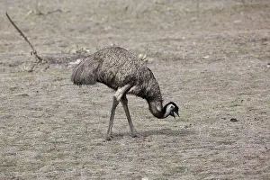 141118: Emu - In Tidbinbilla Nature Reserve - ACT - Australia