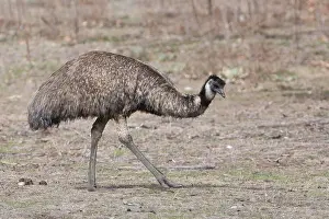141118: Emu - In Tidbinbilla Nature Reserve - ACT - Australia