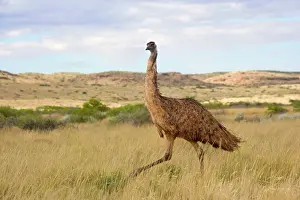 Emus: Emu - wideangle shot of an adult emu stalking through