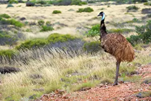 Emus: Emu - wideangle shot of an adult emu standing on