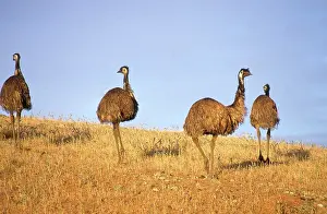 Emus: Emus