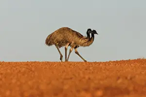 Dromaius: Emu