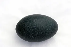Emus: Emu's Egg