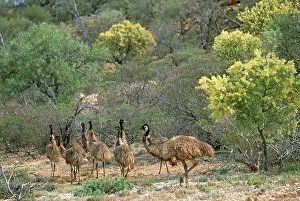 Emus: Emus - group