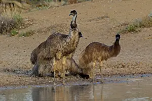 Father: Emus at waterhole father and youngsters A4004