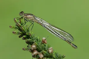 Bluet: Enallagma cyathigerum