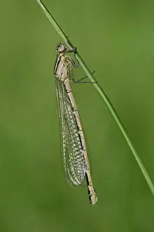 Bluet: Enallagma cyathigerum