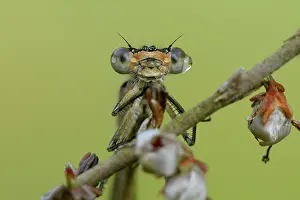 Bluet: Enallagma cyathigerum