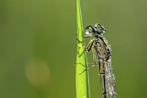 Bluet: Enallagma cyathigerum
