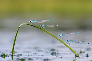 Damsel: (Enallagma cyathigerum) on a culm in boggy waters