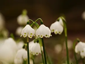 010519: enbecher blc;Leucojum vernum