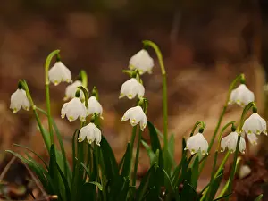 010519: enbecher blc;Leucojum vernum