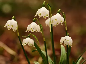 010519: enbecher blc;Leucojum vernum