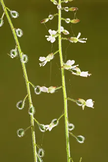 Nightshade: Enchanter's nightshade - in flower and fruit, with