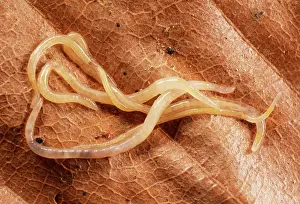 Aggregation: Enchytraeid Worms