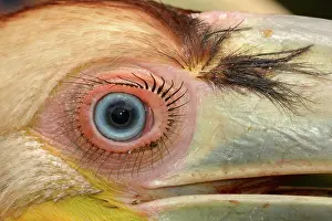 Undulatus: Encircled wreathed hornbill (Rhyticeros undulatus)
