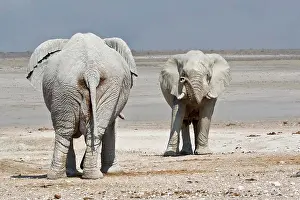 Meeting: Encounter of two african elephant (Loxodonta africana)