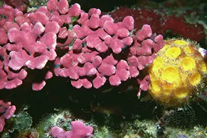 Porifera: Encrusting coralline Algae and Yellow Sponge