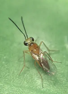 Commercial: Encyrtid wasp