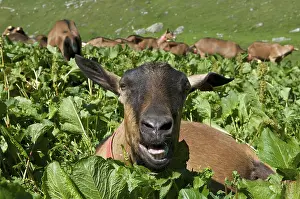 Book: End of transhumance goats to pastures Savoie